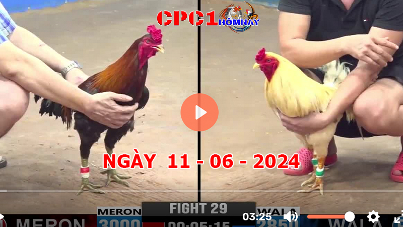 Trực tiếp đá gà CPC1 ngày 11-06-2024