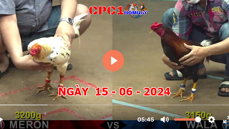 Trực tiếp đá gà CPC1 ngày 15-06-2024