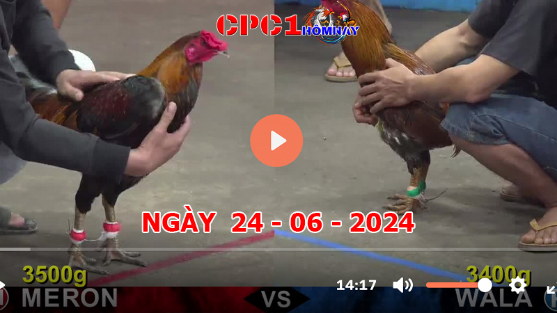 Trực tiếp đá gà CPC1 ngày 24-06-2024