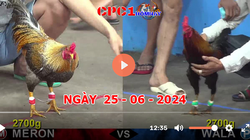 Trực tiếp đá gà CPC1 ngày 25-06-2024