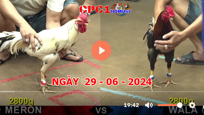 Trực tiếp đá gà CPC1 ngày 29-6-2024