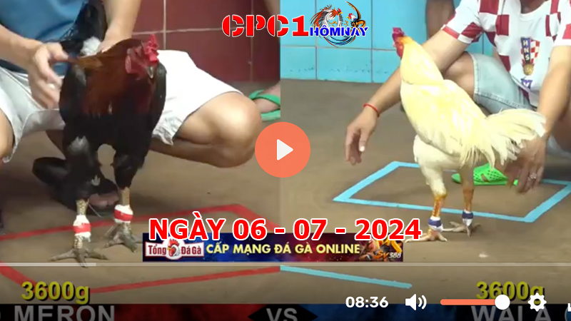 Trực tiếp đá gà CPC1 ngày 06-7-2024