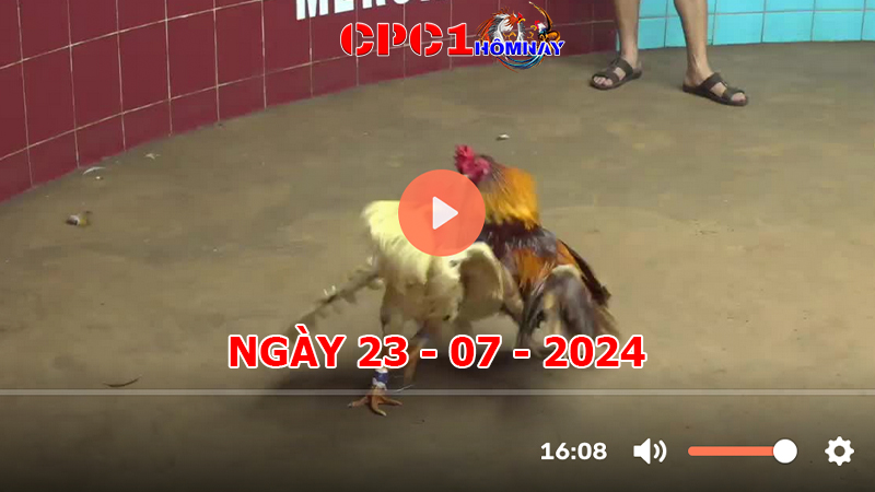 Trực tiếp đá gà CPC1 ngày 23-7-2024