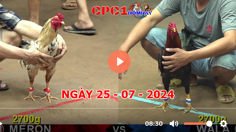 Trực tiếp đá gà CPC1 ngày 25-7-2024