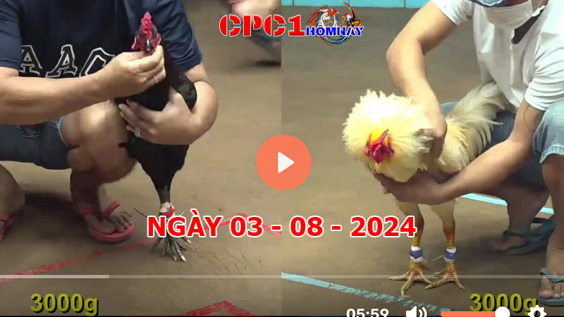 Trực tiếp đá gà CPC1 ngày 03-8-2024