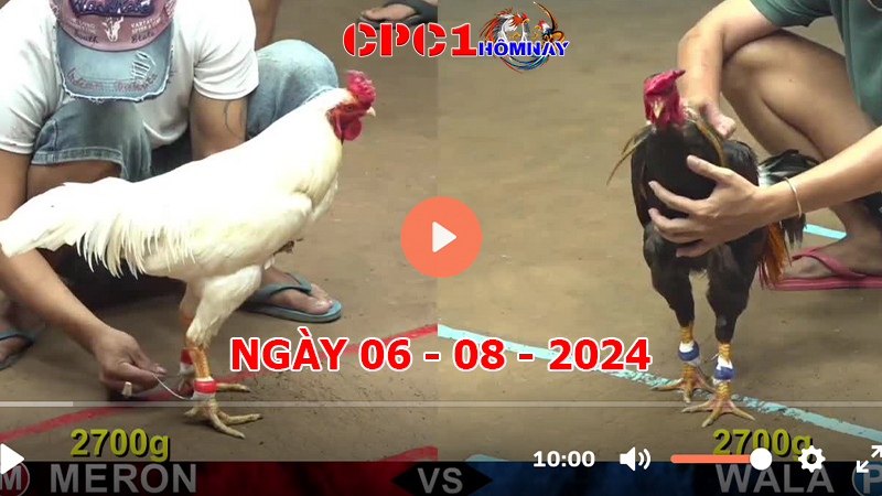 Trực tiếp đá gà CPC1 ngày 06-8-2024