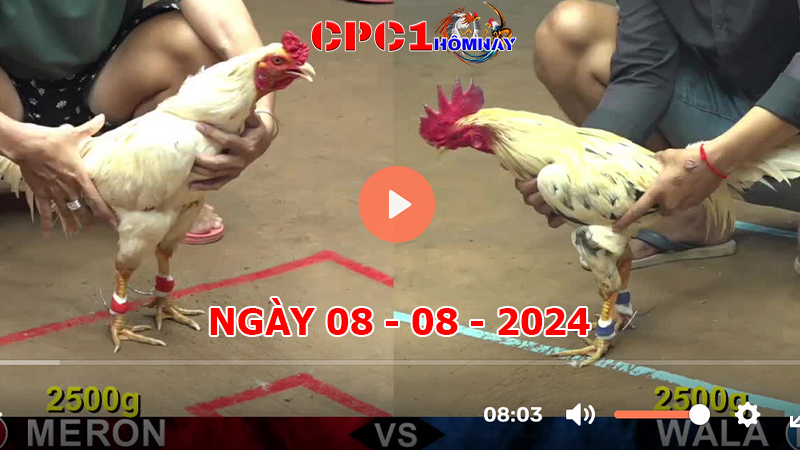 Trực tiếp đá gà CPC1 ngày 08-8-2024