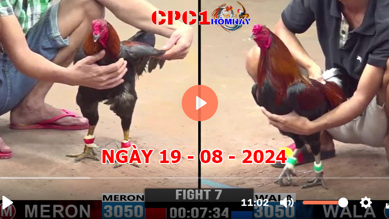 Trực tiếp đá gà CPC1 ngày 19-8-2024