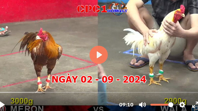 Trực tiếp đá gà CPC1 ngày 02-9-2024