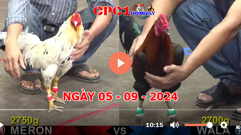 Trực tiếp đá gà CPC1 ngày 05-9-2024