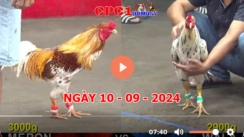 Trực tiếp đá gà CPC1 ngày 10-9-2024