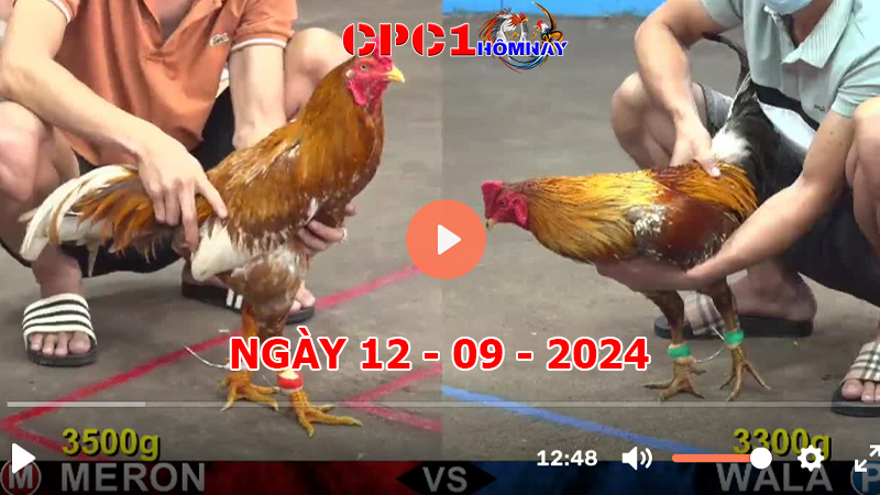 Trực tiếp đá gà CPC1 ngày 12-9-2024