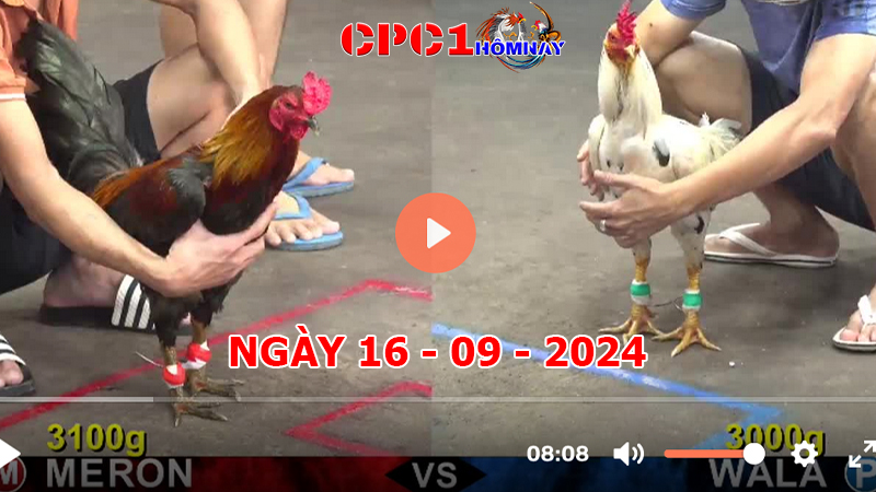 Trực tiếp đá gà CPC1 ngày 16-9-2024