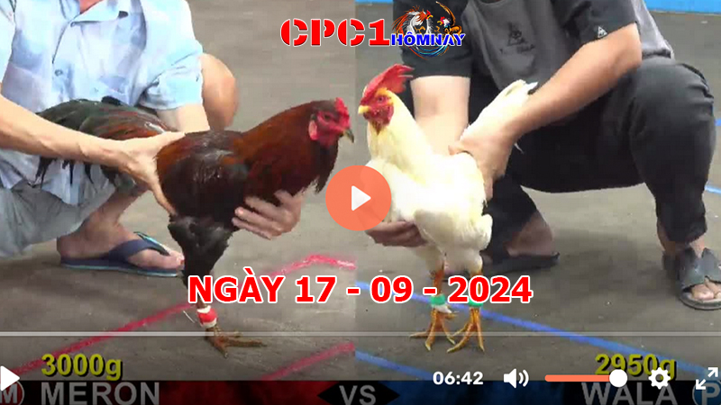 Trực tiếp đá gà CPC1 ngày 17-9-2024