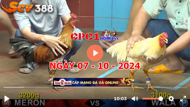 Trực tiếp đá gà CPC1 ngày 07-10-2024