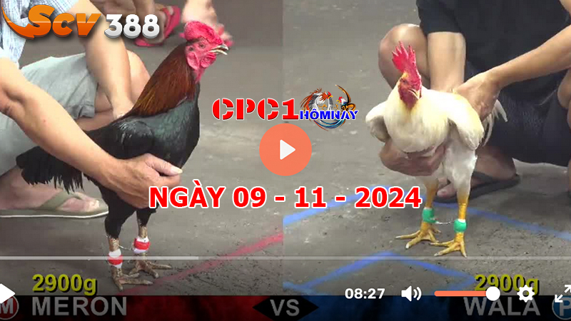 Đá gà CPC1 ngày 09-11-2024