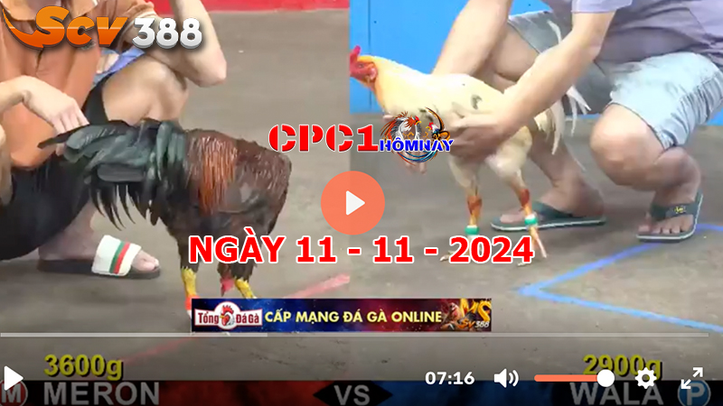 Đá gà CPC1 ngày 11-11-2024