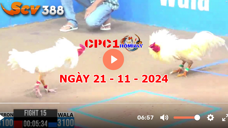 Đá gà CPC1 ngày 21-11-2024