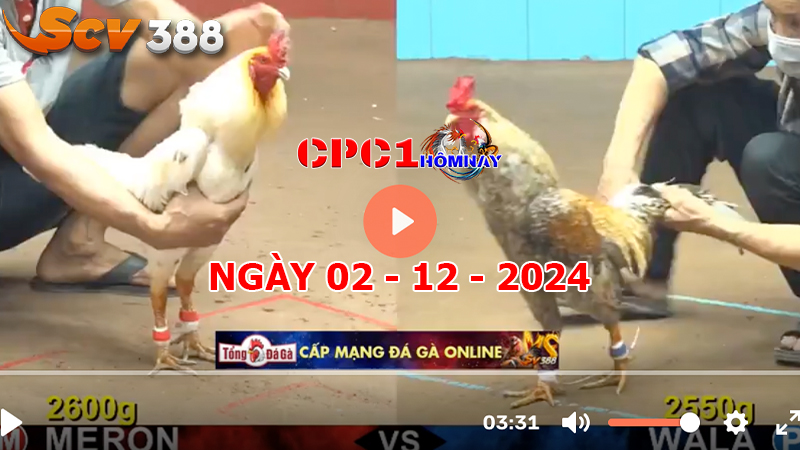 Đá gà C1 ngày 02-12-2024