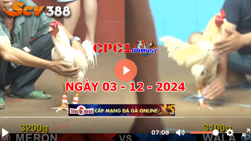 Đá gà C1 ngày 03-12-2024