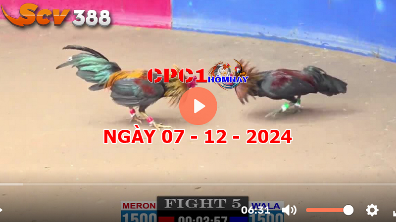 Đá gà C1 ngày 07-12-2024