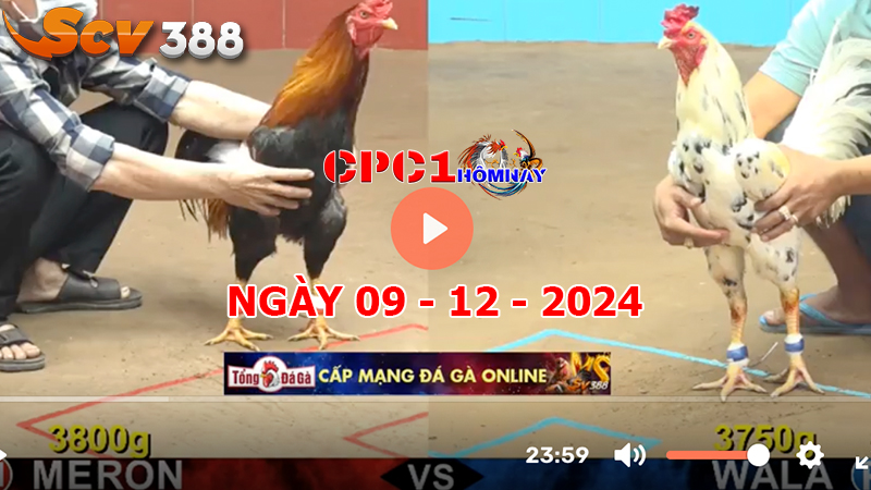 Đá gà C1 ngày 09-12-2024