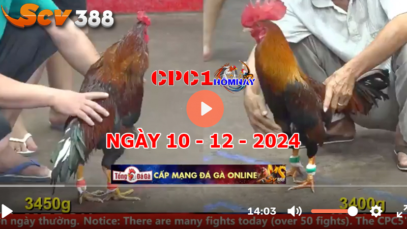 Đá gà C1 ngày 10-12-2024