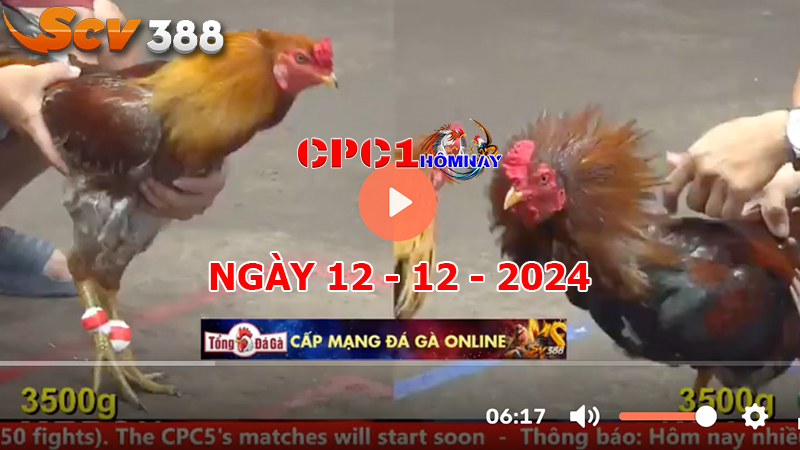 Đá gà C1 ngày 12-12-2024