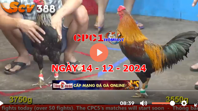 Đá gà C1 ngày 14-12-2024