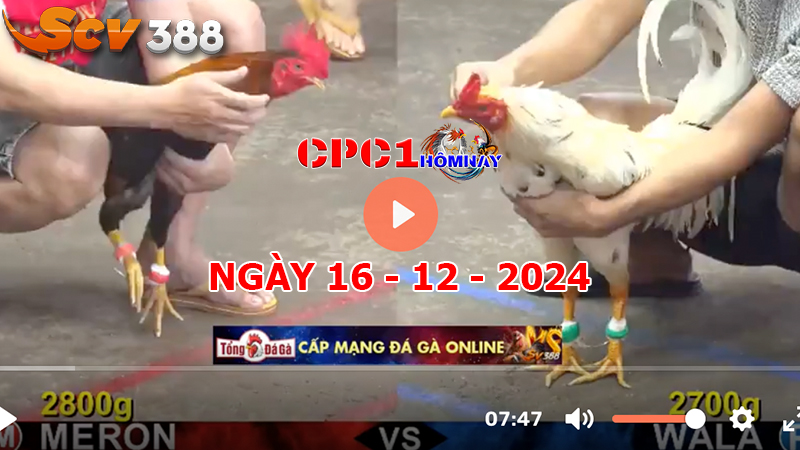 Đá gà C1 ngày 16-12-2024